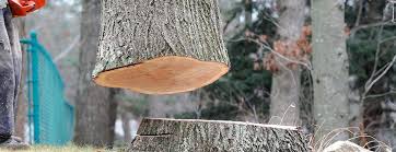Best Tree Preservation Services  in Coon Rapids, MN