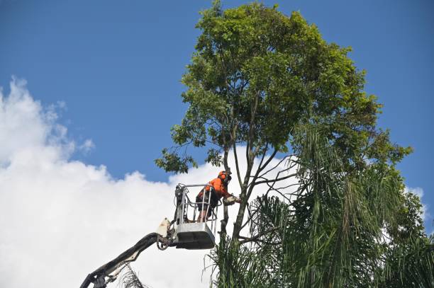 Best Tree Preservation Services  in Coon Rapids, MN